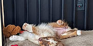 Roxy participe au concours pour gagner de l'argent avec cette photo : dog, sleeping, bed, toy, paws_up, cozy, indoor, resting, furry, brown_and_white, pet, relaxed, wooden_frame, blanket, floor, comfort, cute, animal, domestic, napping