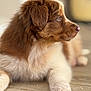 Roxy a rejoint le concours — aidez-le/la à gagner de superbes lots ! puppy, dog, brown_fur, white_fur, lying_down, floor, wooden_floor, pet, animal, young_dog, close_up, side_view, fur, paw, indoor, cute, domestic_animal, canine, relaxed, portrait
