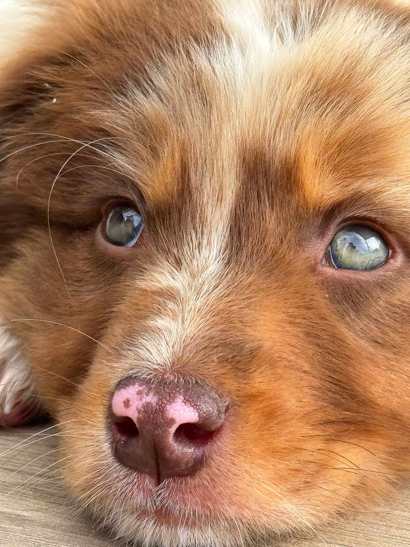 Roxy participe au concours pour gagner de l'argent avec cette photo : puppy, dog, close_up, nose, eyes, fur, pet, animal, cute, whiskers, face, adorable, brown_fur, soft_texture, young_dog, sleeping, resting, portrait, canine, macro
