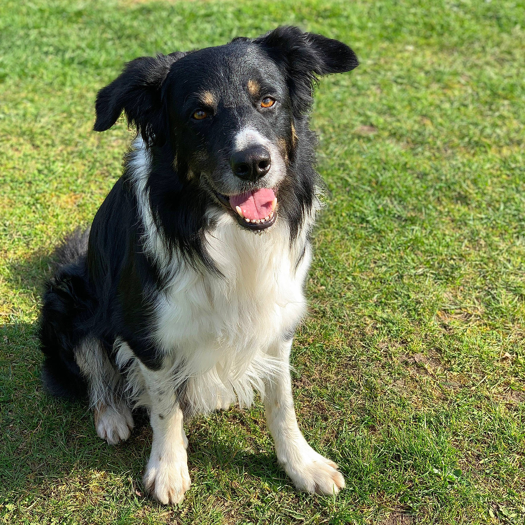 Woody is registered to the contest to win money with this photo: australian_collie, australian_shepherd, border_collie, canidae, carnivore, companion_dog, dog, dog_breed, english_shepherd, herding_dog, mammal, rare_breed_dog, sporting_group, stabyhoun, vertebrate, welsh_sheepdog, working_dog