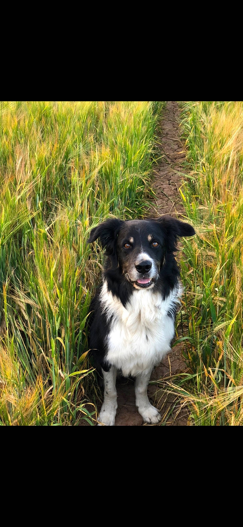 Woody joined the competition — help win amazing prizes! australian_collie, australian_shepherd, border_collie, canidae, carnivore, companion_dog, dog, dog_breed, english_shepherd, herding_dog, mammal, plant, rare_breed_dog, sporting_group, stabyhoun, vertebrate, welsh_sheepdog, working_dog