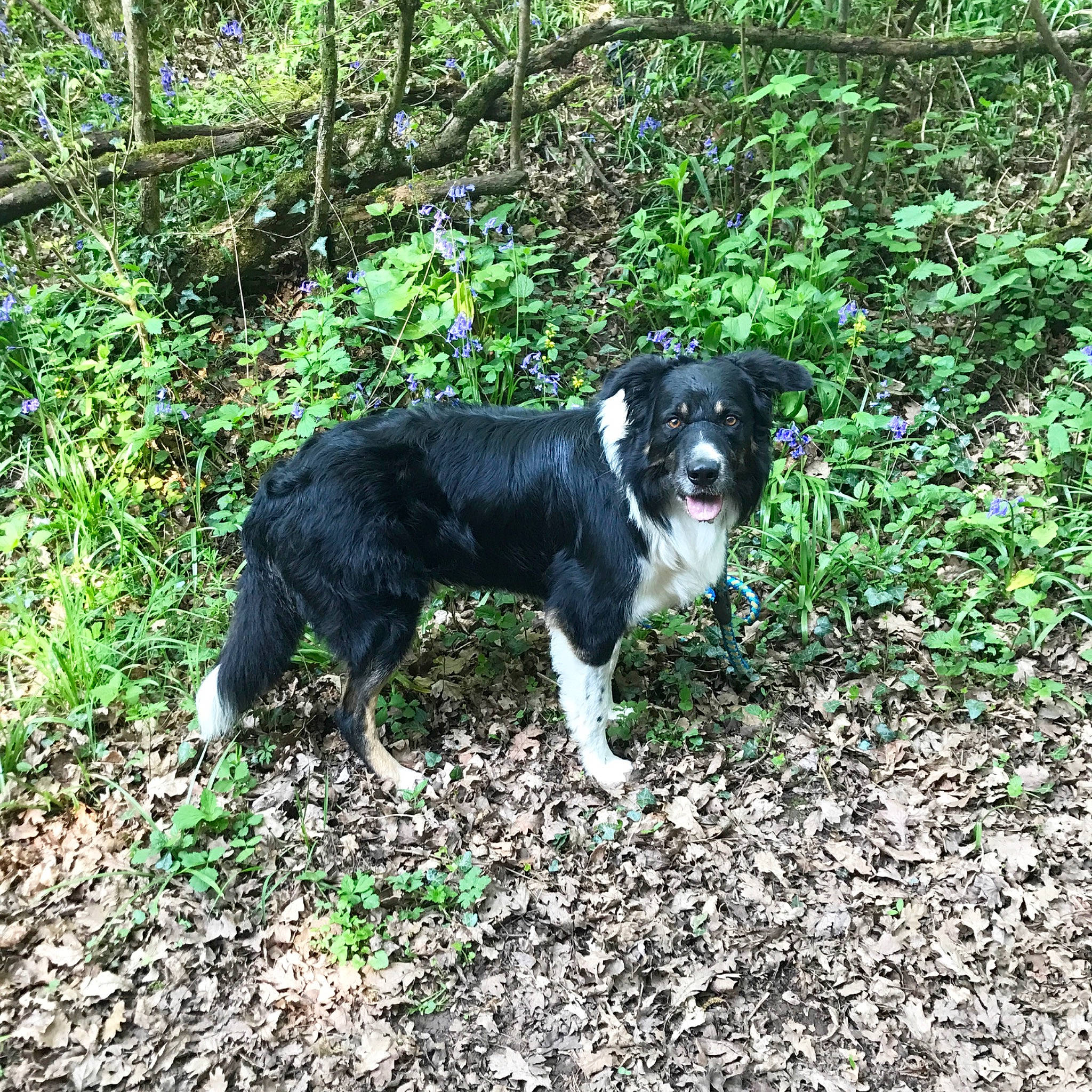 Woody is registered to the contest to win money with this photo: adventure, borador, border_collie, canidae, carnivore, companion_dog, dog, dog_breed, english_shepherd, herding_dog, hunting_dog, mammal, mcnab, plant, rare_breed_dog, sporting_group, stabyhoun, vertebrate, welsh_sheepdog, working_dog