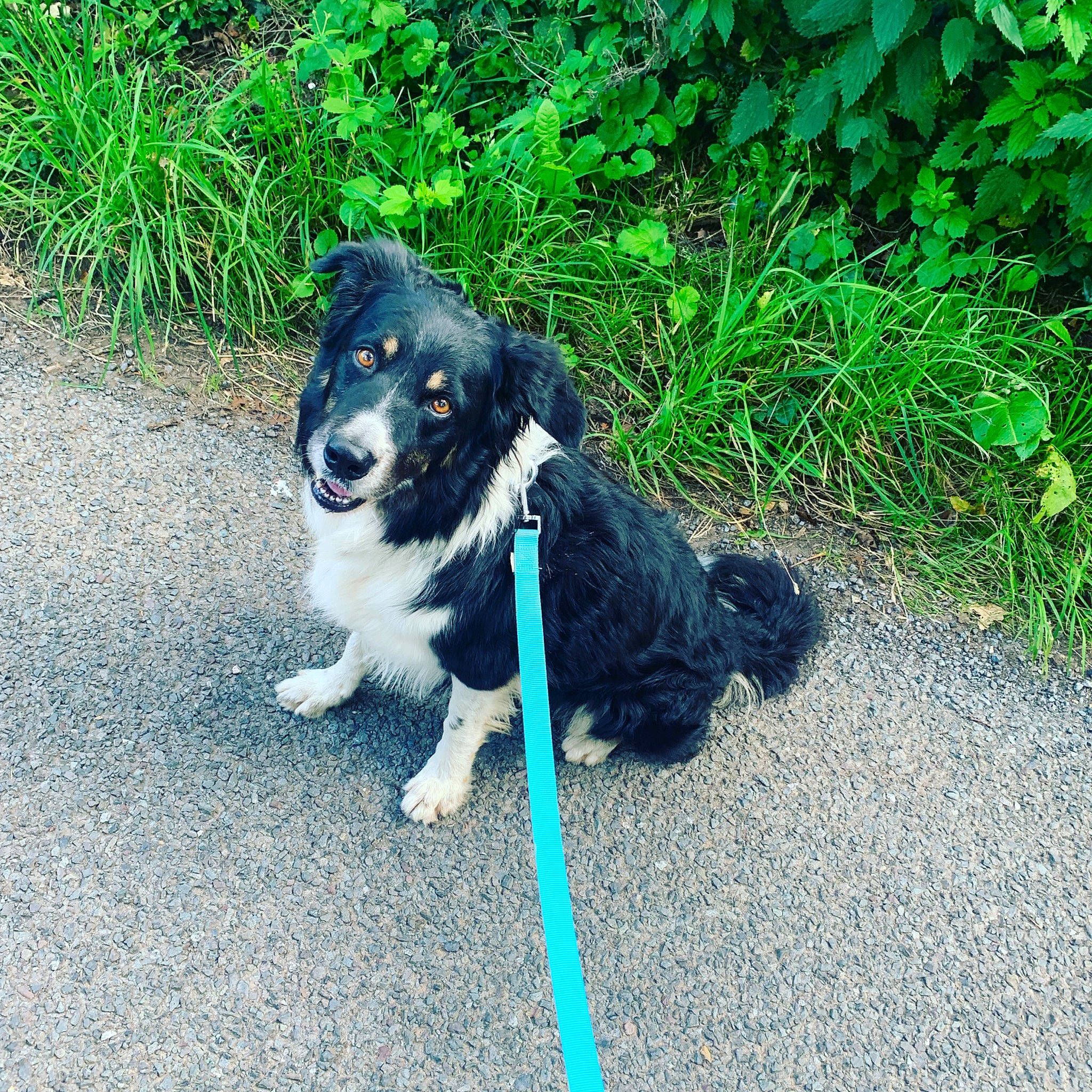 Woody is registered to the contest to win money with this photo: adventure, australian_collie, australian_shepherd, border_collie, canidae, carnivore, companion_dog, dog, dog_breed, english_shepherd, herding_dog, mammal, miniature_australian_shepherd, puppy, rare_breed_dog, sporting_group, stabyhoun, vertebrate, walking, working_dog