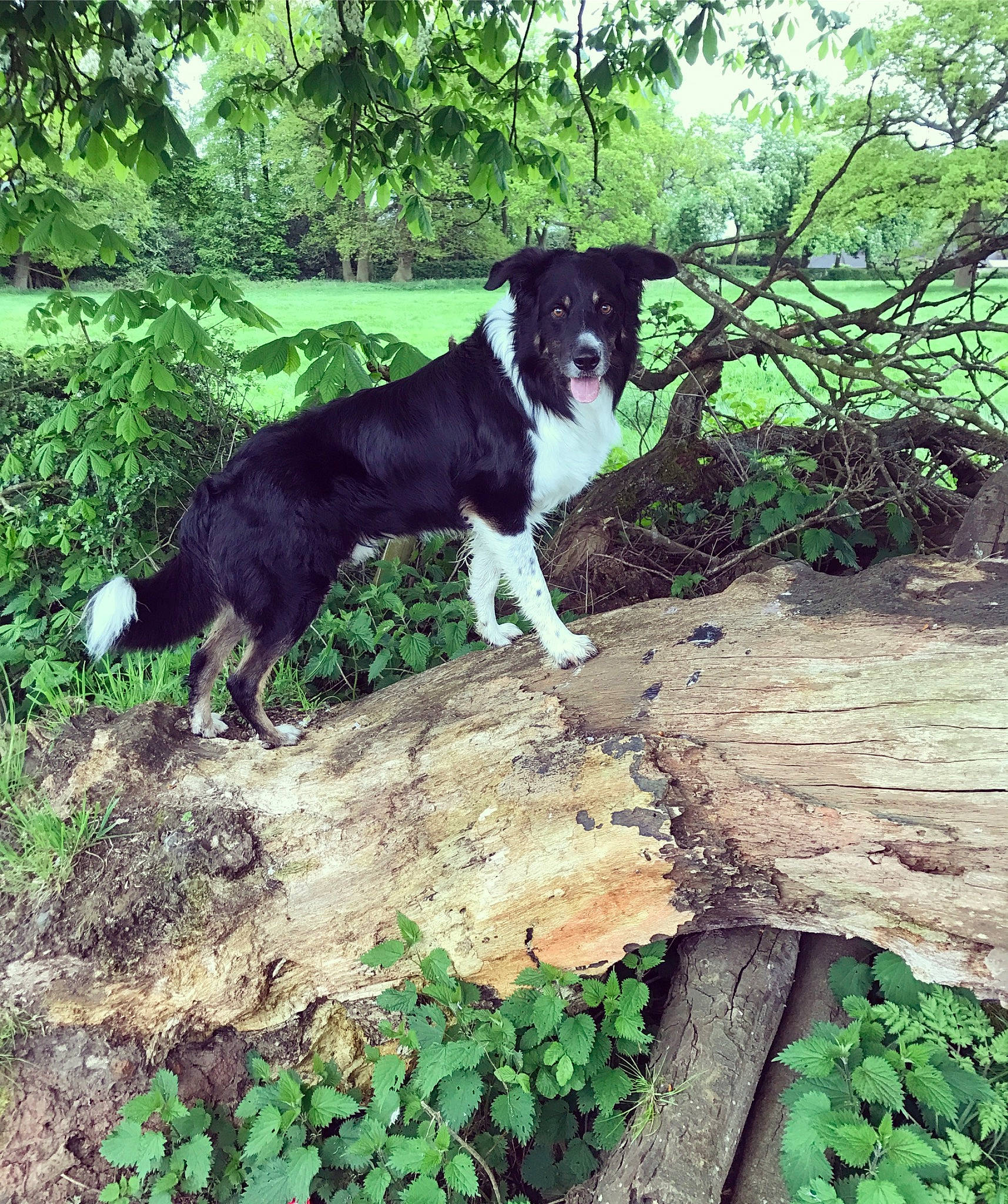 Woody is registered to the contest to win money with this photo: adventure, border_collie, canidae, carnivore, dog, dog_breed, english_shepherd, forest, green, herding_dog, karelian_bear_dog, laika, mammal, mcnab, plant, russo_european_laika, sporting_group, stabyhoun, tree, working_dog