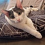Andy a rejoint le concours — aidez-le/la à gagner de superbes lots ! cat, white_cat, gray_cat, pet, indoor, cushion, patterned_cushion, floor_tiles, relaxed, curious, stretching, whiskers, ears, eyes, fur, nose, paws, closeup, portrait, cozy