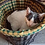 cat, basket, plaid, table, indoor, pet, feline, curious, cozy, resting, home, wicker, fur, animal, looking, domestic, cute, ears, eyes, floor