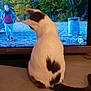 Andy a rejoint le concours — aidez-le/la à gagner de superbes lots ! cat, television, indoor, animal, black_and_white, curious, nature, trees, person, barrel, screen, watching, fur, tail, wooden_furniture, home, relaxing, domestic_animal, background, leisure