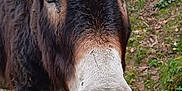 Andy participe au concours pour gagner de l'argent avec cette photo : donkey, animal, close_up, ears, fence, outdoor, grass, nature, curious, muzzle, rust, wire, muddy_ground, trees, brown, farm, portrait, cute, domestic_animal, expression
