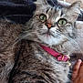 cat, tabby_cat, green_eyes, pink_collar, whiskers, fur, pet, domestic_animal, animal, close_up, indoor, blanket, hand, cozy, relaxed, cute, feline, resting, looking, curious