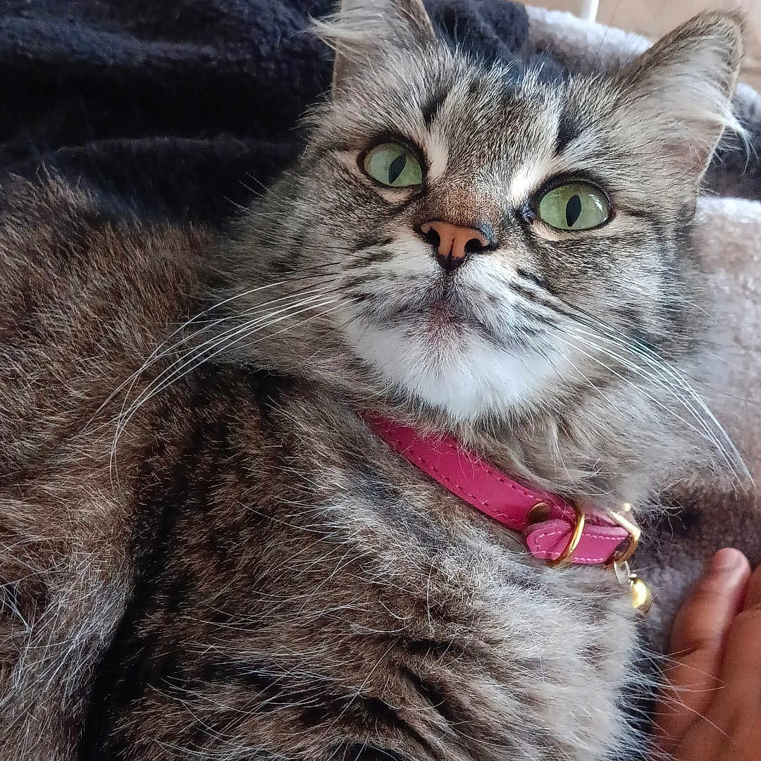 Princess Belle Mam joined the competition — help win amazing prizes! animal, blanket, cat, close_up, cozy, curious, cute, domestic_animal, feline, fur, green_eyes, hand, indoor, looking, pet, pink_collar, relaxed, resting, tabby_cat, whiskers