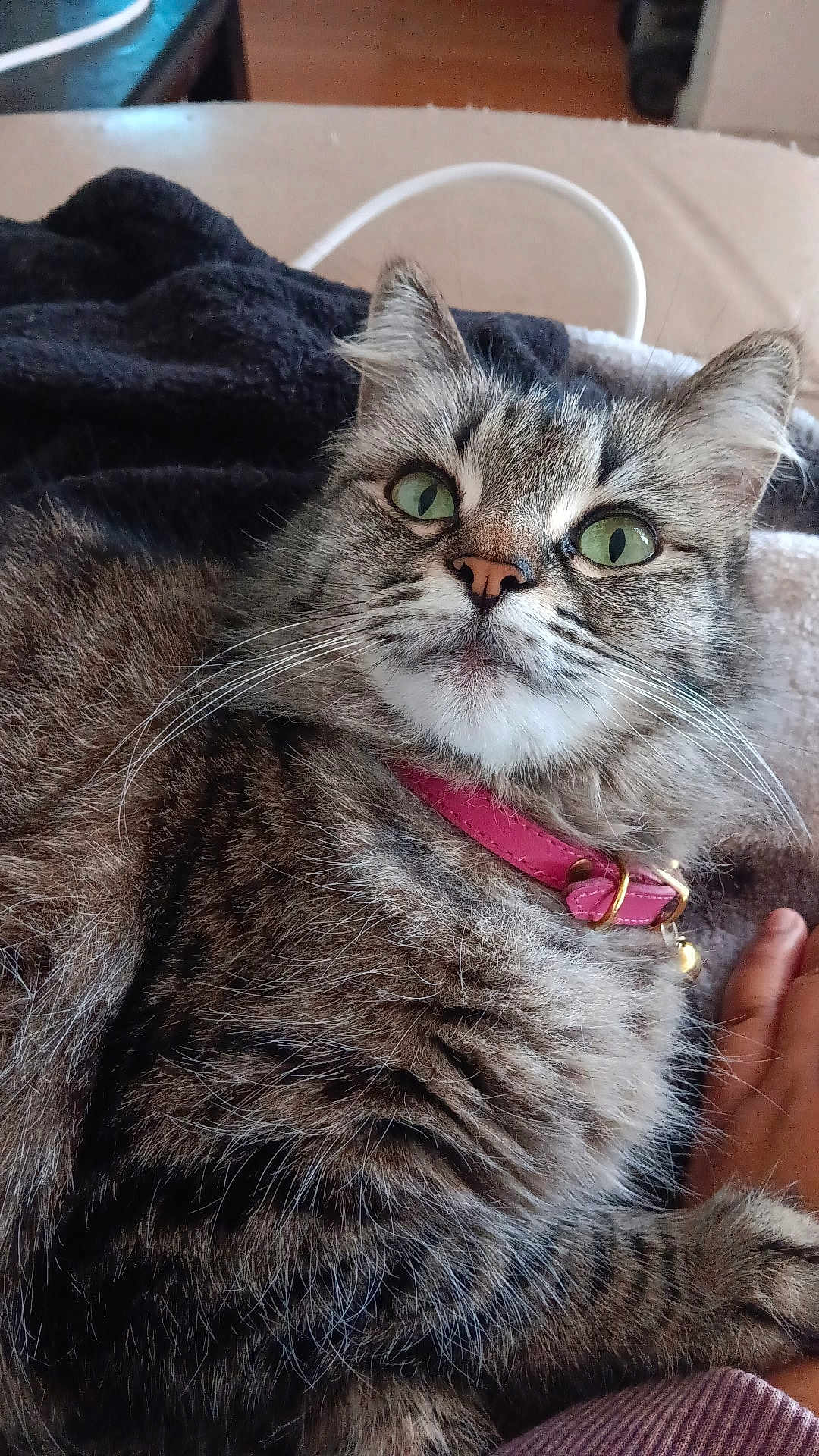 Princess Belle Mam joined the competition — help win amazing prizes! cat, tabby_cat, green_eyes, pink_collar, whiskers, fur, pet, domestic_animal, animal, close_up, indoor, blanket, hand, cozy, relaxed, cute, feline, resting, looking, curious