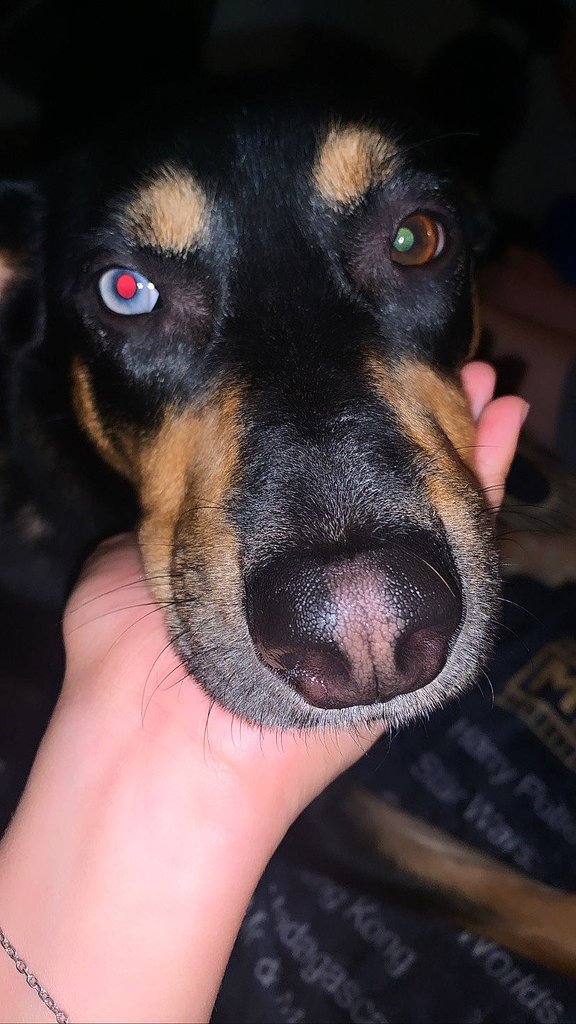 Savannah joined the competition — help win amazing prizes! austrian_black_and_tan_hound, canidae, carnivore, close_up, companion_dog, dog, dog_breed, fur, guard_dog, nail, paw, rottweiler, snout, sporting_group, toy_dog, whiskers, working_animal, working_dog