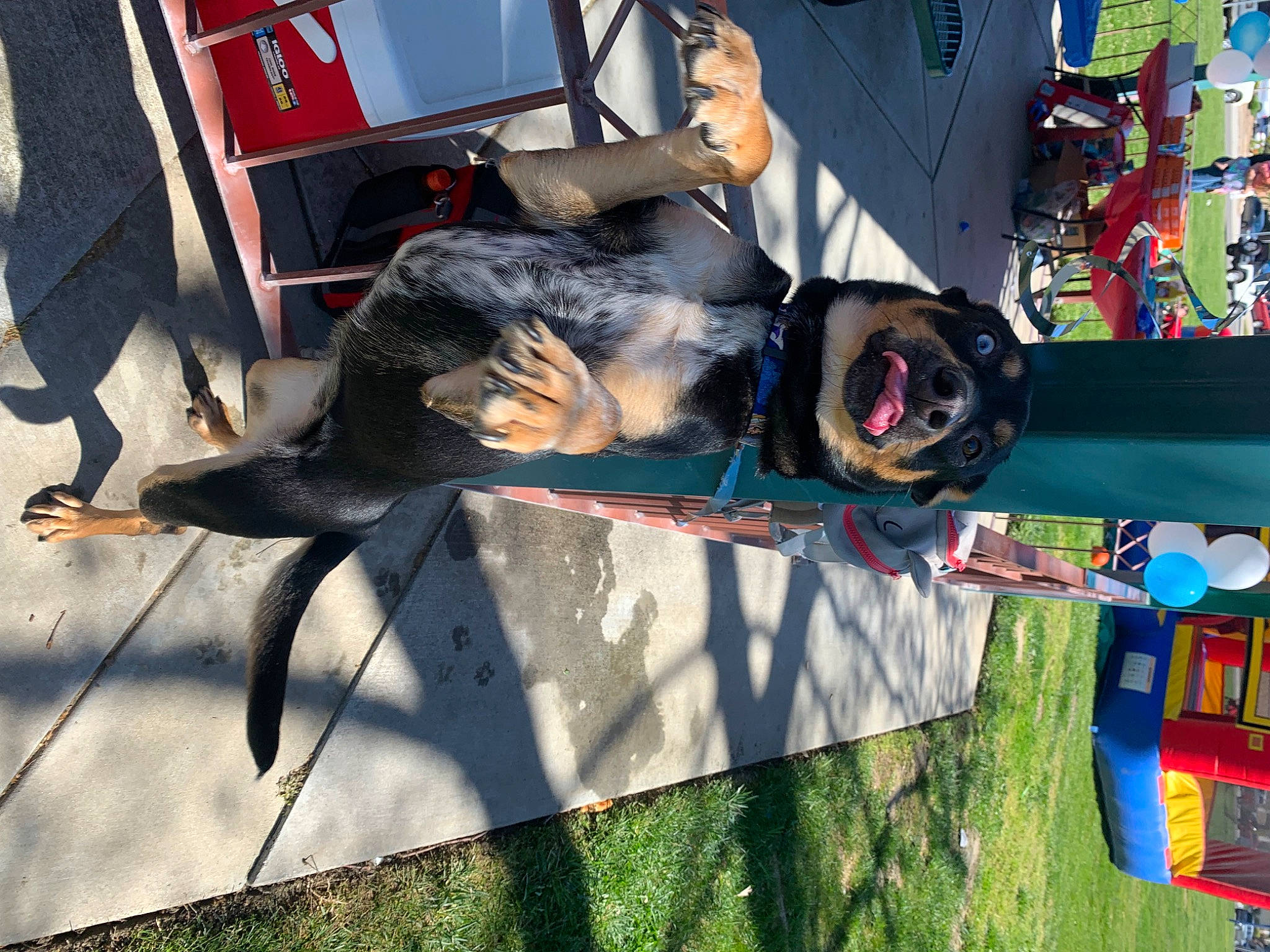 Savannah is registered to the contest to win money with this photo: art, asphalt, auto_part, automotive_exterior, automotive_tire, automotive_wheel_system, bumper, carmine, eyewear, hat, motor_vehicle, personal_protective_equipment, tree, visual_arts