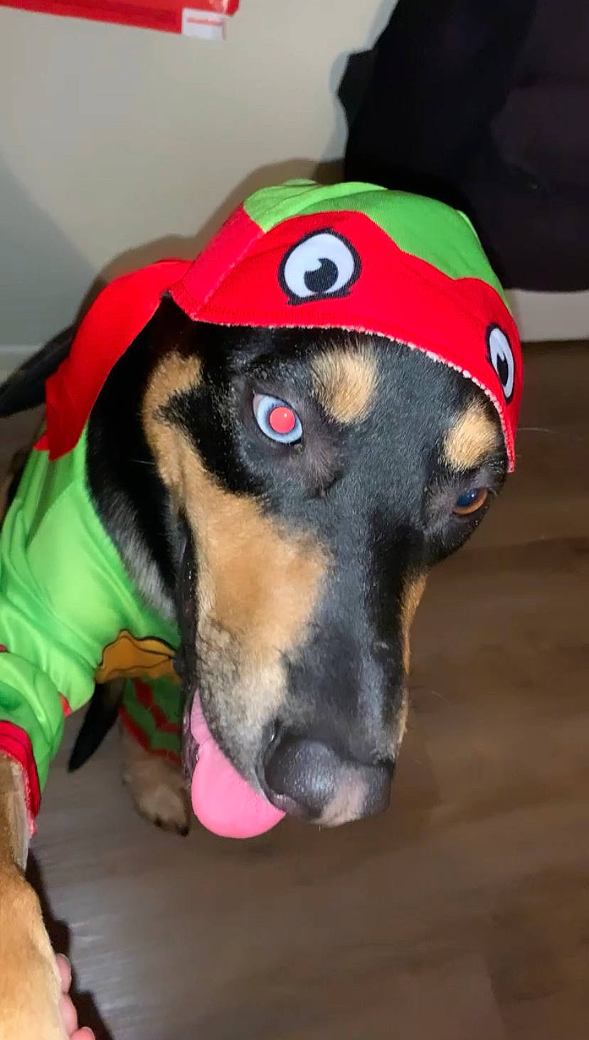 Savannah joined the competition — help win amazing prizes! canidae, carnivore, collar, companion_dog, dog, dog_breed, dog_clothes, dog_collar, dog_supply, fashion_accessory, fawn, fur, guard_dog, leash, personal_protective_equipment, pet_supply, snout, sporting_group, whiskers, working_animal