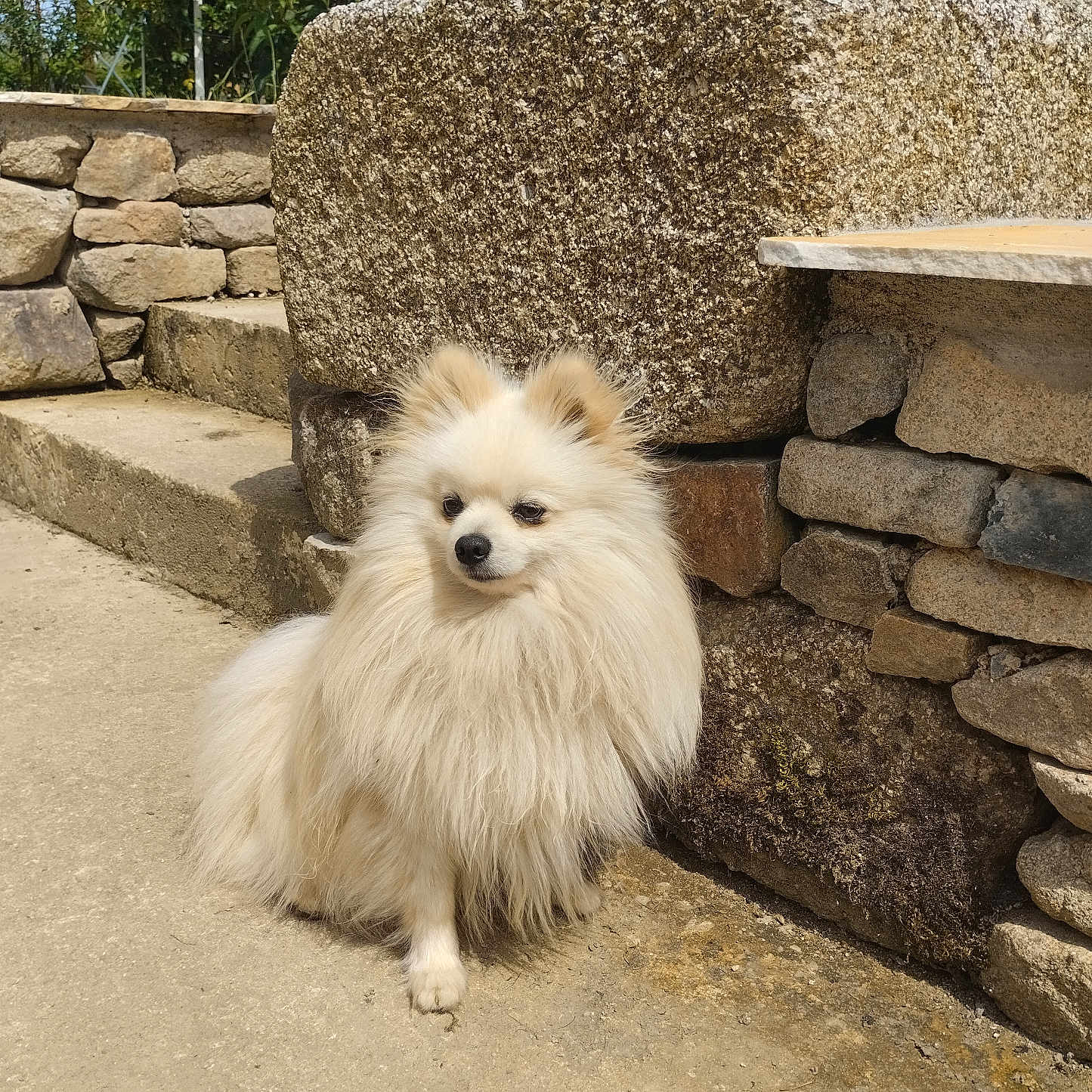 Ned a rejoint le concours — aidez-le/la à gagner de superbes lots ! animal, calm, cream_color, daylight, dog, fluffy, fur, garden, nature, outdoor, pathway, pet, pomeranian, quiet, serene, small_dog, stone_steps, stone_wall, summer, sunlight