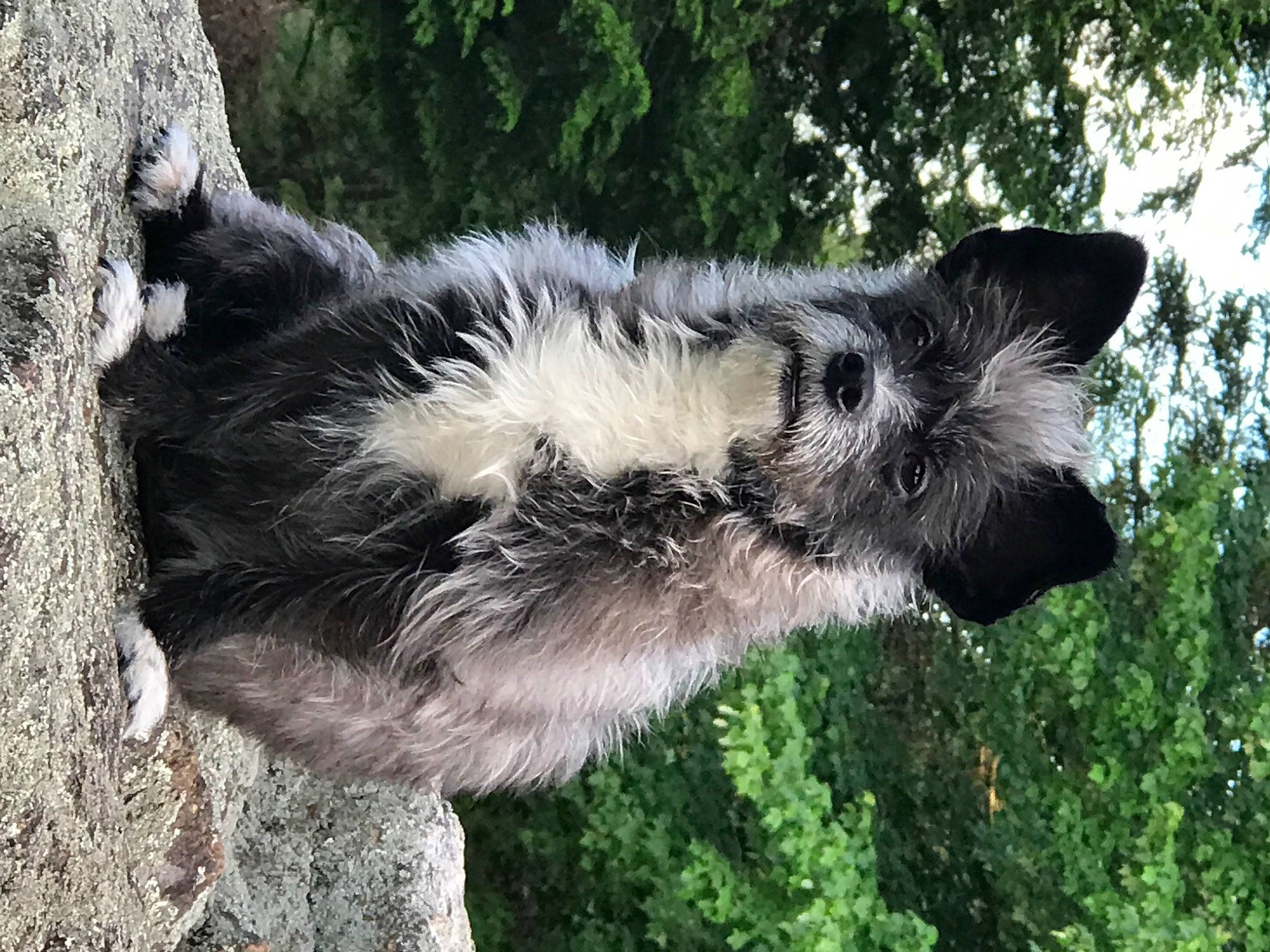 Gizmo joined the competition — help win amazing prizes! canidae, carnivore, dog_breed, fur, grass, plant, snout, tail, terrestrial_animal, tree, wildlife, zoo