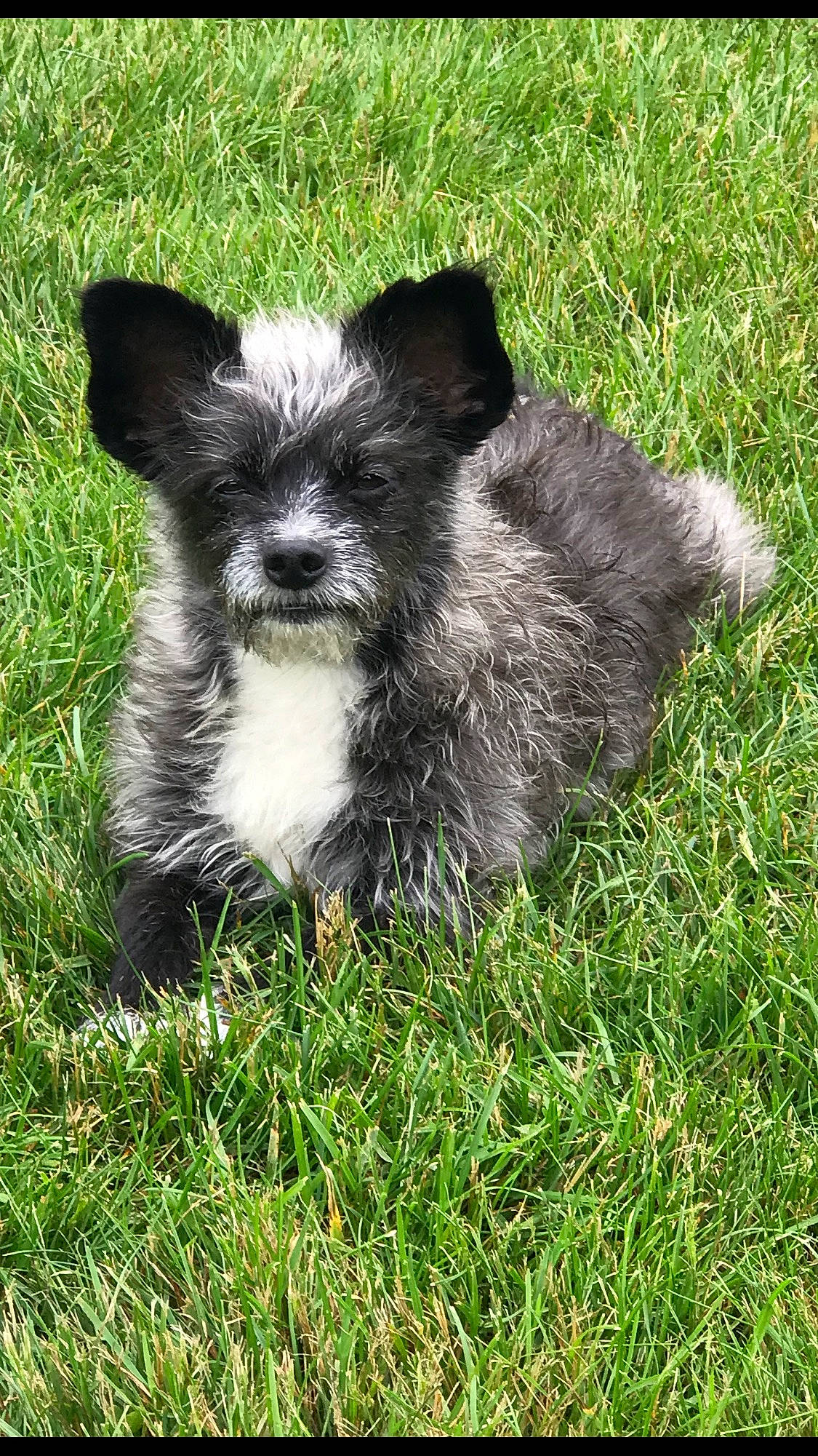 Gizmo is registered to the contest to win money with this photo: canidae, carnivore, companion_dog, dog, dog_breed, fur, grass, groundcover, non_sporting_group, snout, sporting_group, tail, terrestrial_animal, toy_dog, whiskers, wildlife