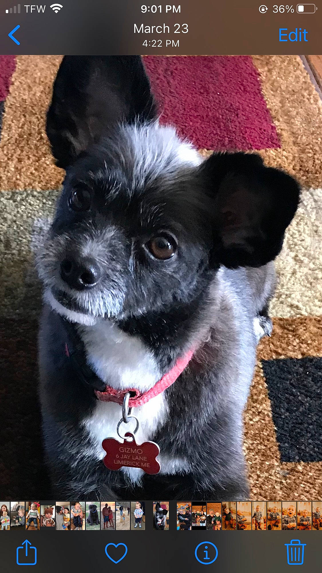 Gizmo joined the competition — help win amazing prizes! canidae, carnivore, collar, companion_dog, dog, dog_breed, dog_collar, dog_supply, eye, font, fur, leash, pet_supply, photo_caption, screenshot, snout, sporting_group, toy_dog, whiskers, working_animal