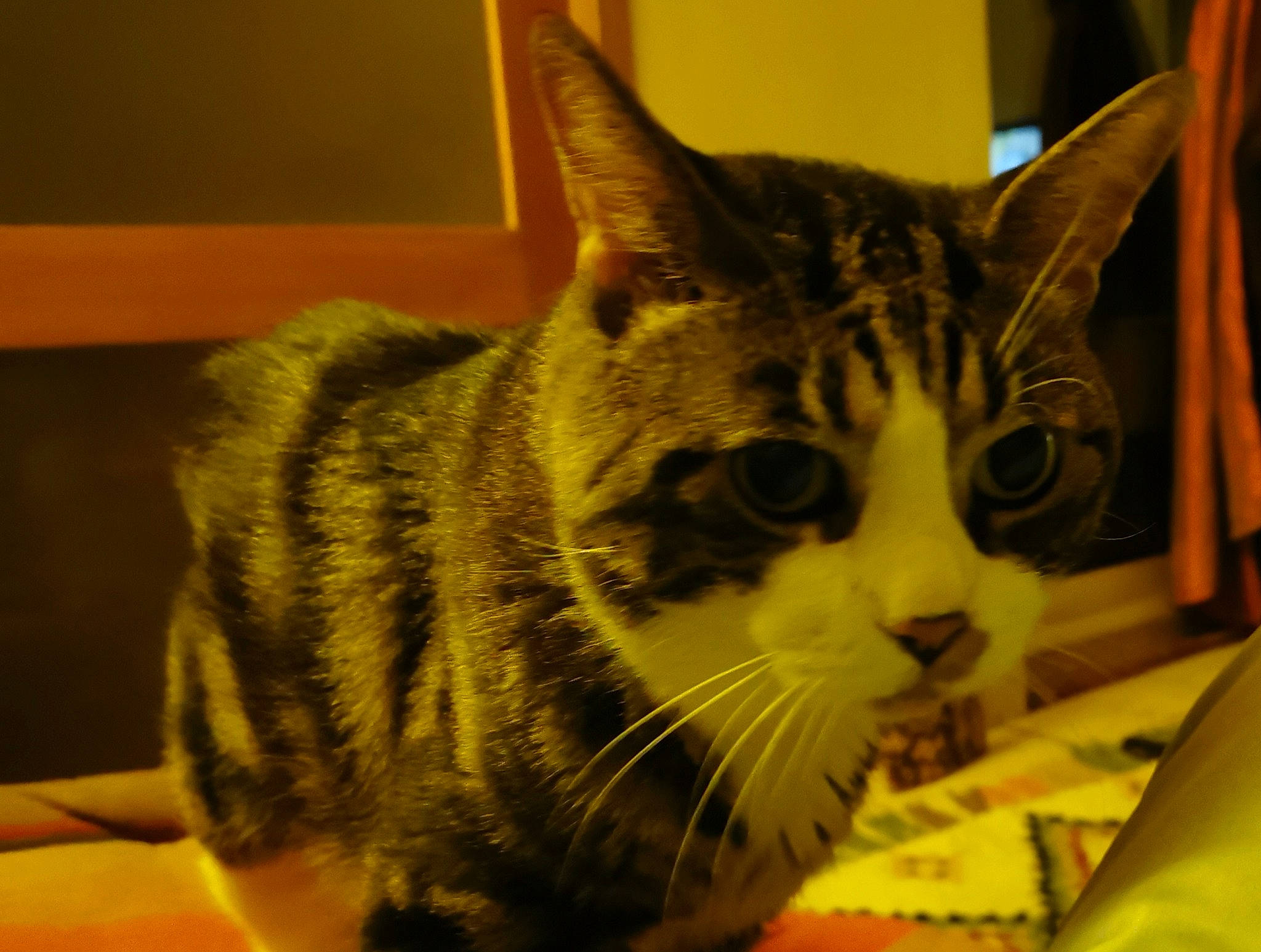 Fidji participe au concours pour gagner de l'argent avec cette photo : american_shorthair, american_wirehair, asian, california_spangled, carnivore, cat, domestic_short_haired_cat, dragon_li, european_shorthair, felidae, fur, kitten, mammal, small_to_medium_sized_cats, snout, tabby_cat, toyger, whiskers