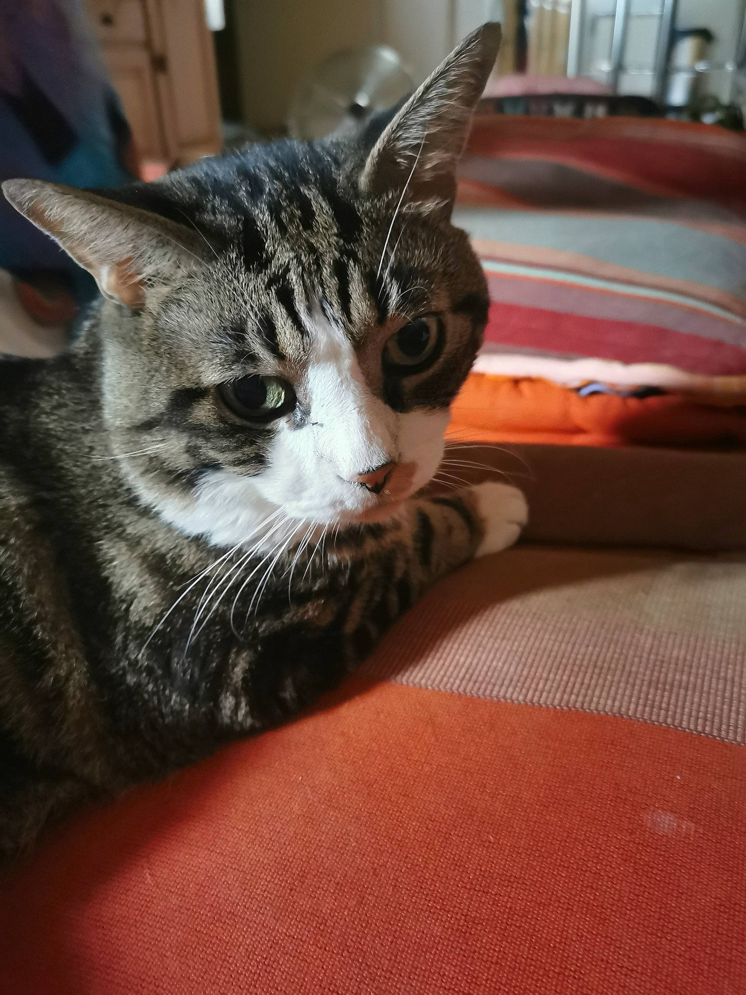 Fidji participe au concours pour gagner de l'argent avec cette photo : aegean_cat, american_shorthair, american_wirehair, asian, california_spangled, carnivore, cat, domestic_short_haired_cat, dragon_li, egyptian_mau, european_shorthair, felidae, fur, kitten, mammal, ojos_azules, small_to_medium_sized_cats, snout, tabby_cat, whiskers