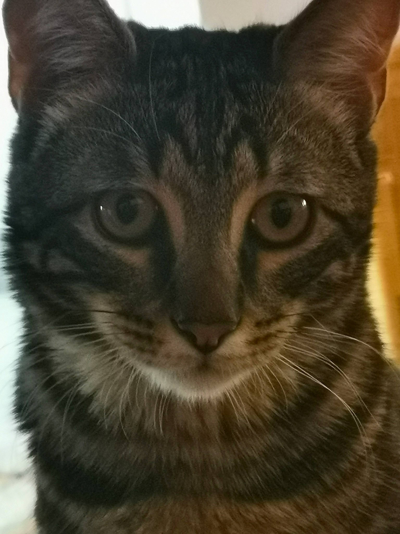 Puppy participe au concours pour gagner de l'argent avec cette photo : american_wirehair, asian, carnivore, cat, close_up, domestic_short_haired_cat, ear, european_shorthair, eye, felidae, fur, kitten, mammal, small_to_medium_sized_cats, snout, sokoke, tabby_cat, vertebrate, whiskers, wildlife