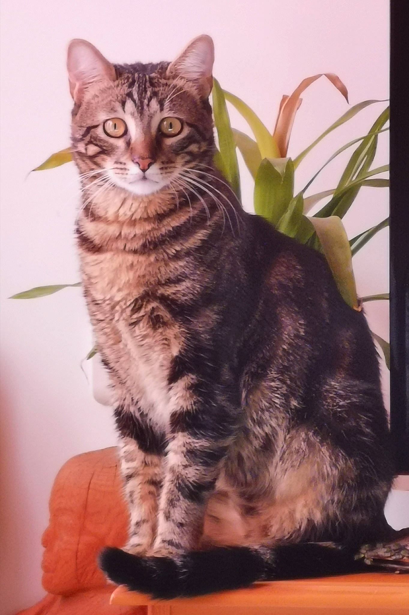 Puppy participe au concours pour gagner de l'argent avec cette photo : american_bobtail, american_shorthair, american_wirehair, asian, california_spangled, carnivore, cat, domestic_short_haired_cat, dragon_li, european_shorthair, felidae, kitten, kurilian_bobtail, mammal, pixie_bob, small_to_medium_sized_cats, sokoke, tabby_cat, vertebrate, whiskers