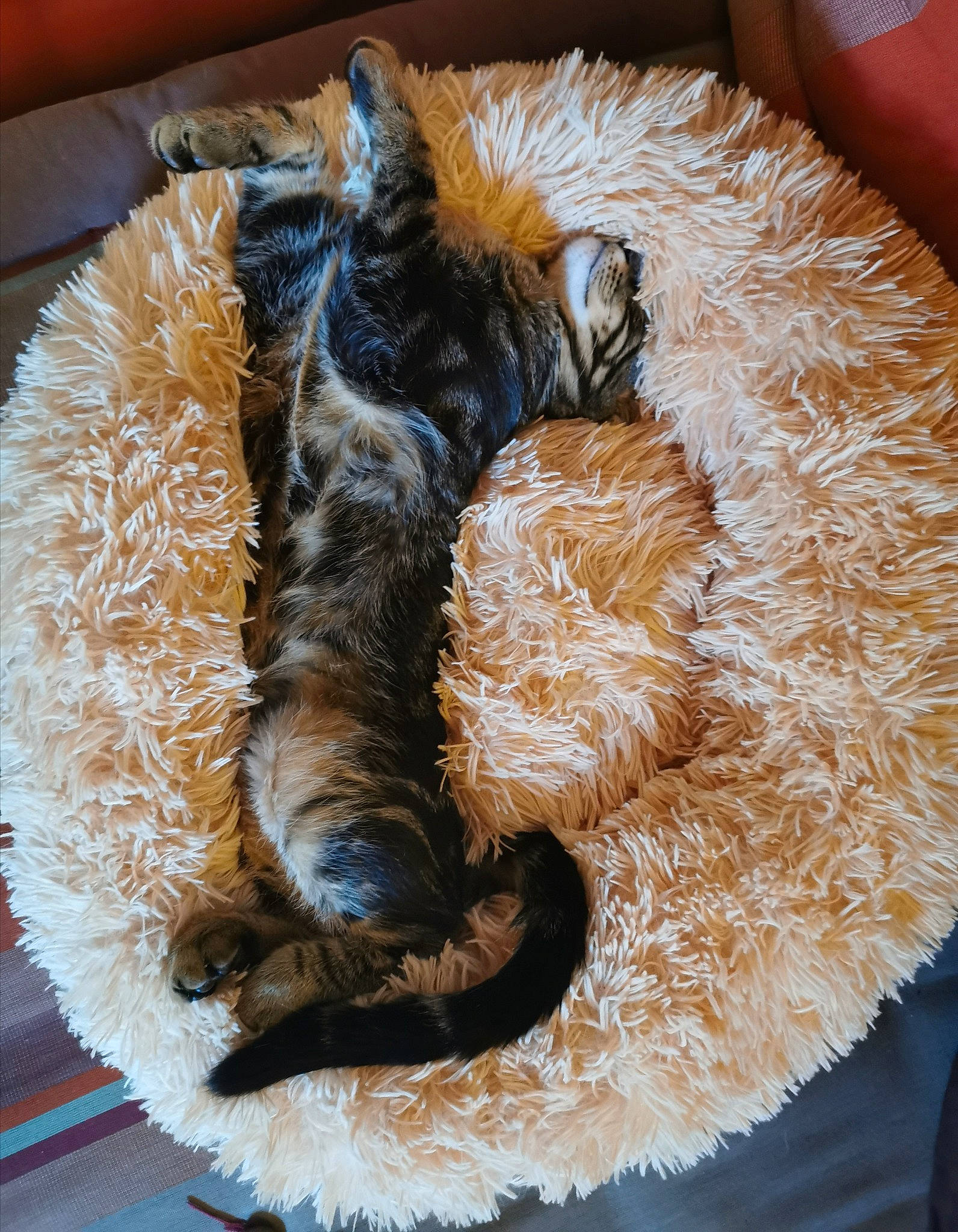 Puppy participe au concours pour gagner de l'argent avec cette photo : canidae, carnivore, cat, claw, felidae, fur, organism, paw, sleep, small_to_medium_sized_cats, snout, tail