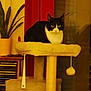 animal, cat, cat_tree, cozy, curtain, domestic_cat, feline, furniture, green_eyes, home, indoor, pet, plant, relaxed, resting, sitting, toy, tuxedo_cat, window, yellow_pot