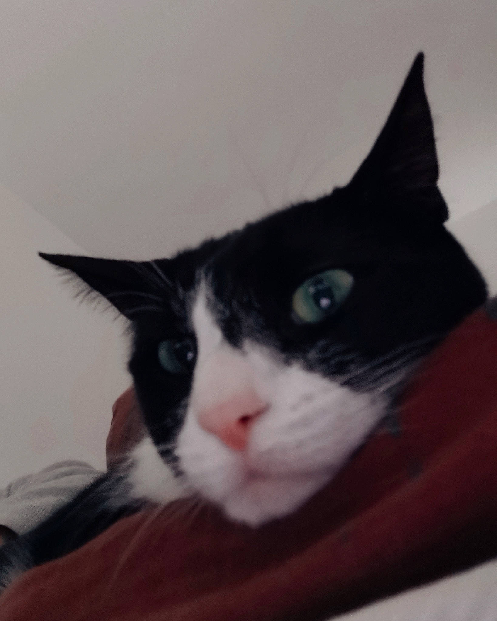 Sacha participe au concours pour gagner de l'argent avec cette photo : carnivore, cat, comfort, domestic_short_haired_cat, ear, felidae, fur, hardwood, small_to_medium_sized_cats, snout, tail, tree, whiskers, window, wood