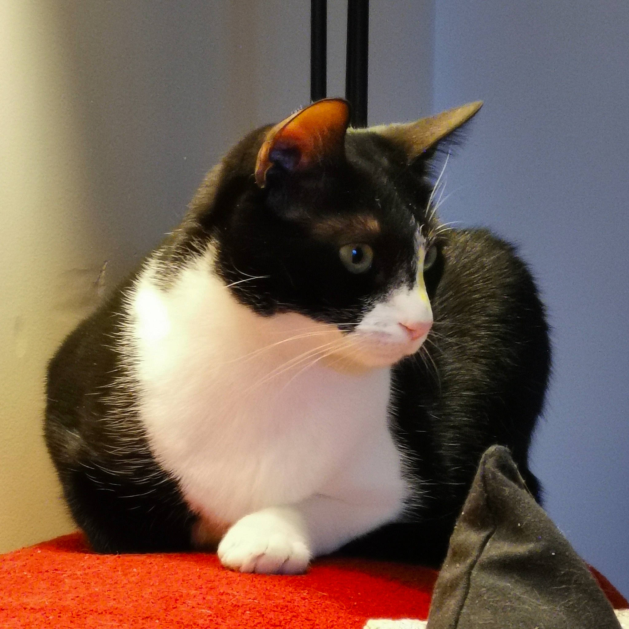 Sacha a rejoint le concours — aidez-le/la à gagner de superbes lots ! carnivore, cat, comfort, domestic_short_haired_cat, felidae, formal_wear, fur, paw, sitting, small_to_medium_sized_cats, snout, tail, terrestrial_animal, whiskers