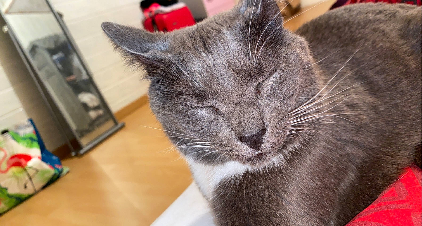 Nesta a rejoint le concours — aidez-le/la à gagner de superbes lots ! carnivore, cat, comfort, domestic_short_haired_cat, eye, felidae, flooring, fur, grey, hardwood, home_appliance, kitchen_appliance, nap, small_to_medium_sized_cats, snout, terrestrial_animal, whiskers