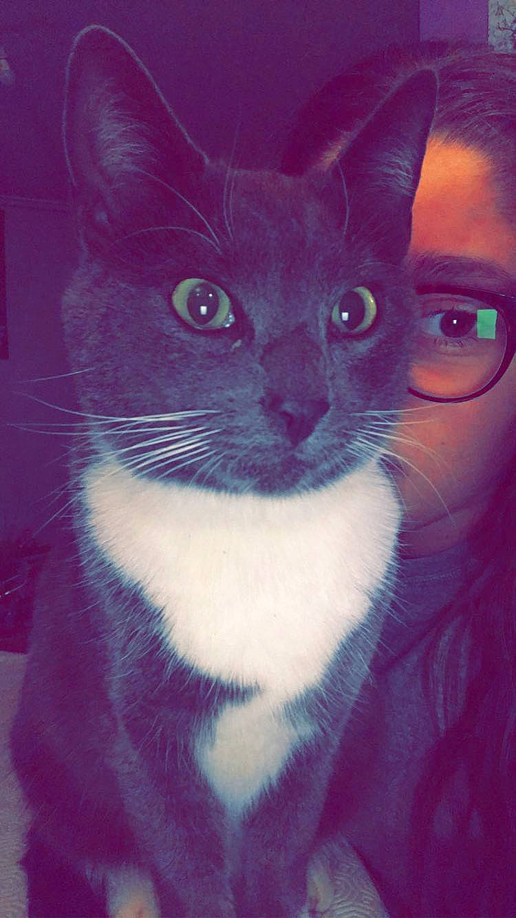 Nesta participe au concours pour gagner de l'argent avec cette photo : carnivore, cat, domestic_short_haired_cat, electric_blue, eyewear, felidae, fur, iris, magenta, moustache, purple, small_to_medium_sized_cats, snout, tail, whiskers