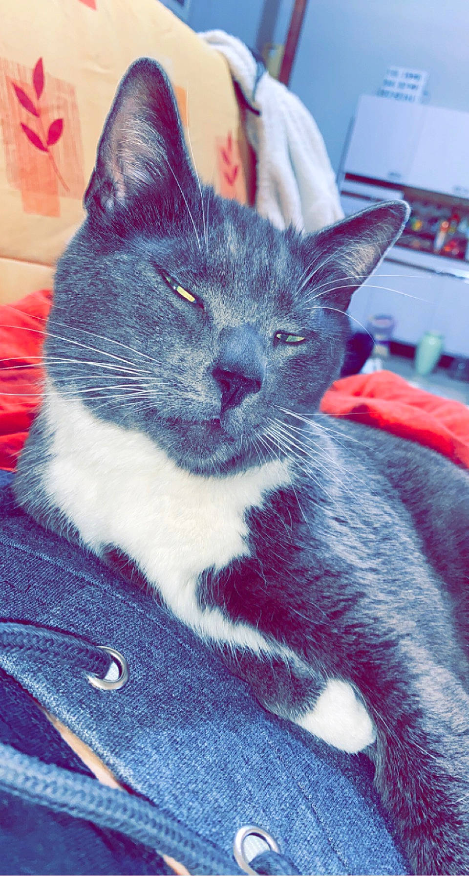 Nesta participe au concours pour gagner de l'argent avec cette photo : black_cat, carnivore, cat, claw, comfort, domestic_short_haired_cat, electric_blue, eye, felidae, fur, grey, nap, pattern, paw, sitting, small_to_medium_sized_cats, snout, tail, whiskers, window