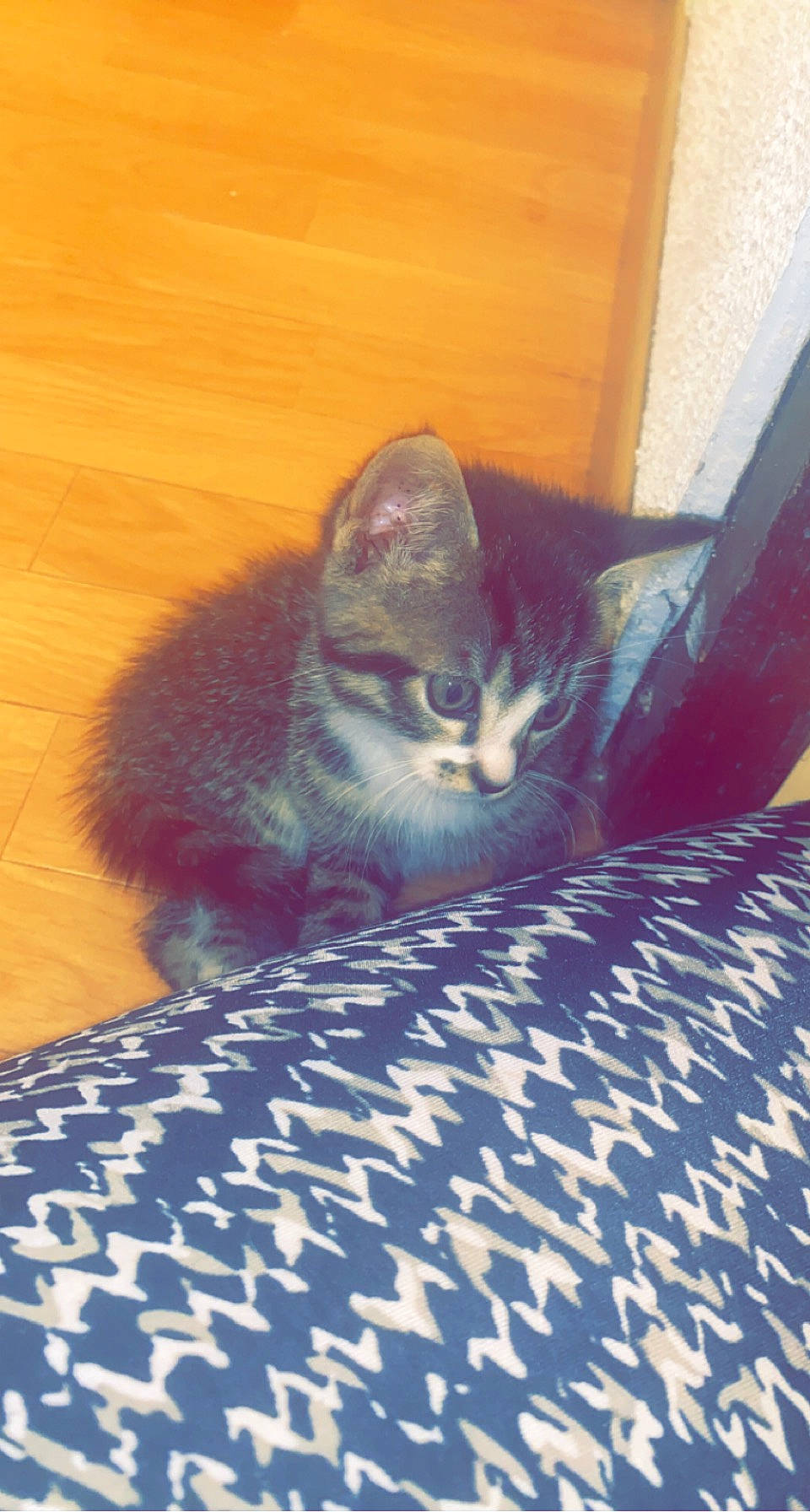 Tempête participe au concours pour gagner de l'argent avec cette photo : black_cat, carnivore, cat, cloud, comfort, domestic_short_haired_cat, electric_blue, felidae, flooring, fur, grey, hardwood, linens, paw, sitting, small_to_medium_sized_cats, snout, tail, whiskers, wood