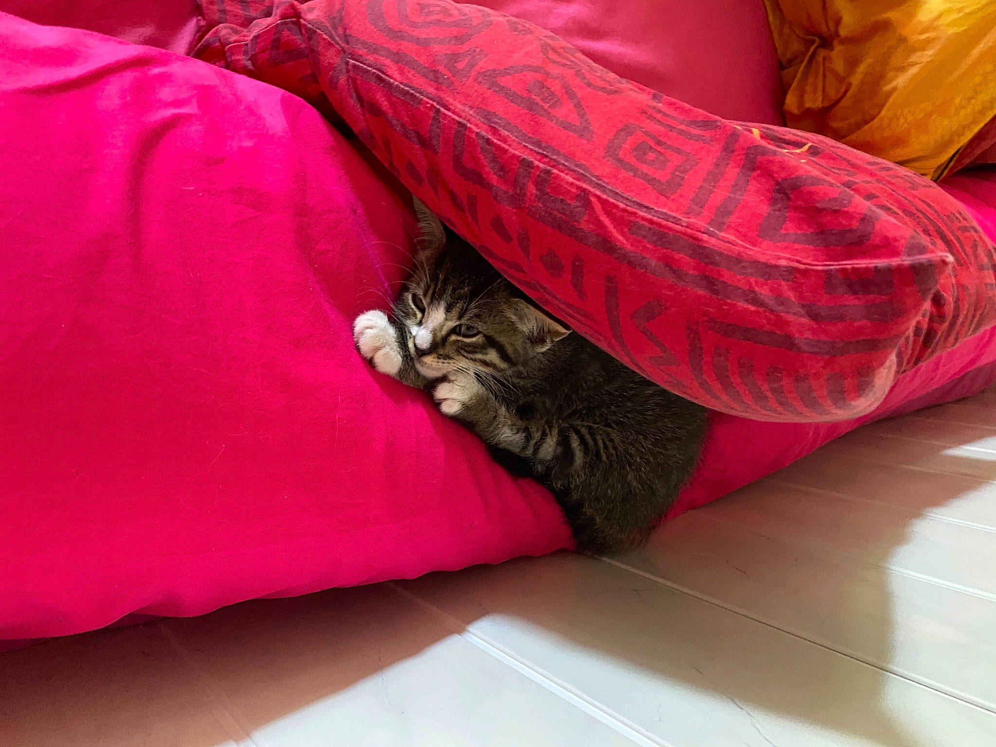 Tempête a rejoint le concours — aidez-le/la à gagner de superbes lots ! bed, bedding, carnivore, cat, comfort, domestic_short_haired_cat, fawn, felidae, flooring, grey, human_leg, linens, magenta, pink, small_to_medium_sized_cats, tail, textile, tints_and_shades, whiskers, wood