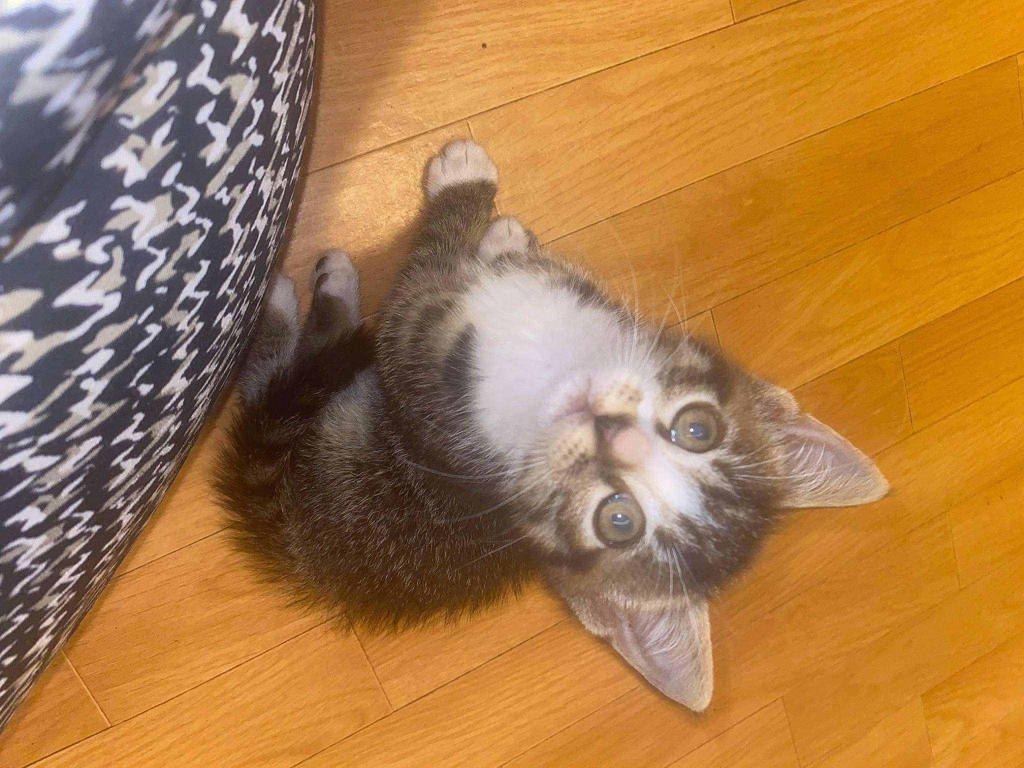 Tempête a rejoint le concours — aidez-le/la à gagner de superbes lots ! carnivore, cat, claw, comfort, domestic_short_haired_cat, felidae, flooring, fur, grey, hardwood, laminate_flooring, paw, small_to_medium_sized_cats, snout, tail, varnish, whiskers, wood, wood_flooring, wood_stain