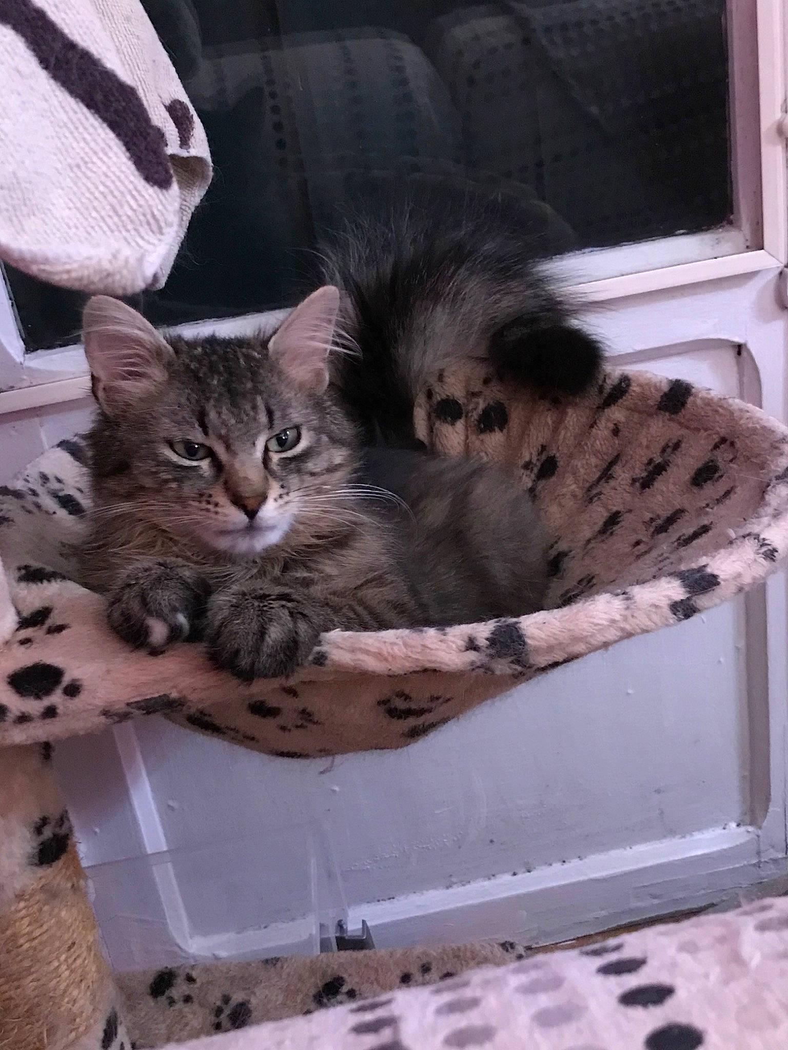 Pumpkin a rejoint le concours — aidez-le/la à gagner de superbes lots ! american_shorthair, asian, carnivore, cat, domestic_short_haired_cat, dragon_li, egyptian_mau, european_shorthair, felidae, kitten, maine_coon, mammal, norwegian_forest_cat, small_to_medium_sized_cats, tabby_cat, whiskers, wild_cat