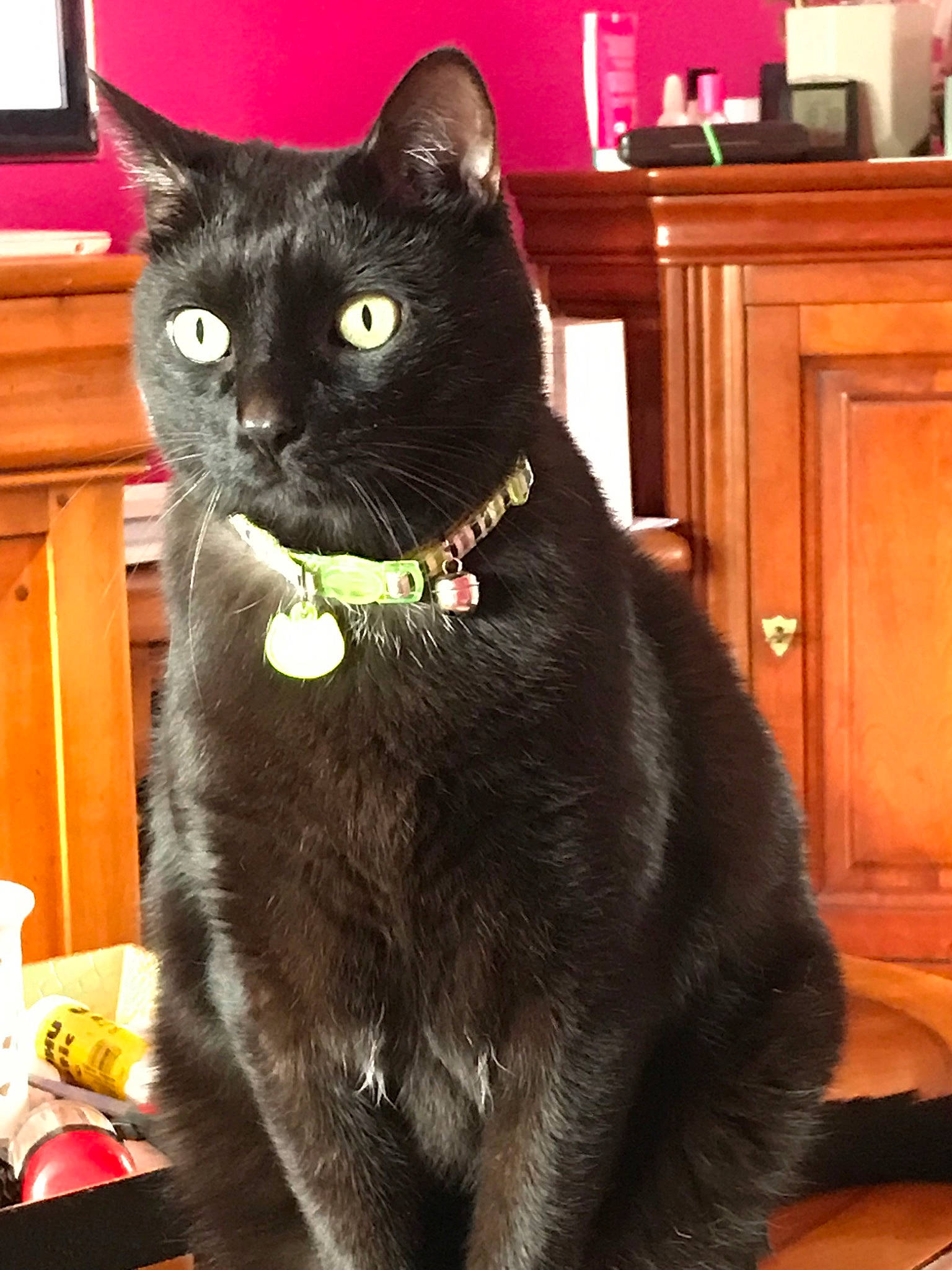 Cacao a rejoint le concours — aidez-le/la à gagner de superbes lots ! asian, black_cat, bombay, carnivore, cat, domestic_short_haired_cat, felidae, havana_brown, korat, mammal, nebelung, small_to_medium_sized_cats, snout, tail, vertebrate, whiskers