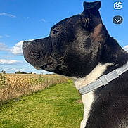 Ulka participe au concours pour gagner de l'argent avec cette photo : dog, black_and_white, collar, outdoor, grass, field, sky, clouds, profile, pet, canine, nature, sunny, daytime, animal, side_view, fur, ears, snout, landscape