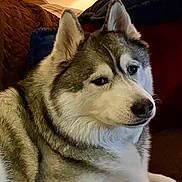 Ryman joined the competition — help win amazing prizes! dog, husky, pet, animal, indoor, couch, blanket, fur, canine, portrait, relaxed, ears, face, snout, companion, mammal, cozy, home, laying, looking
