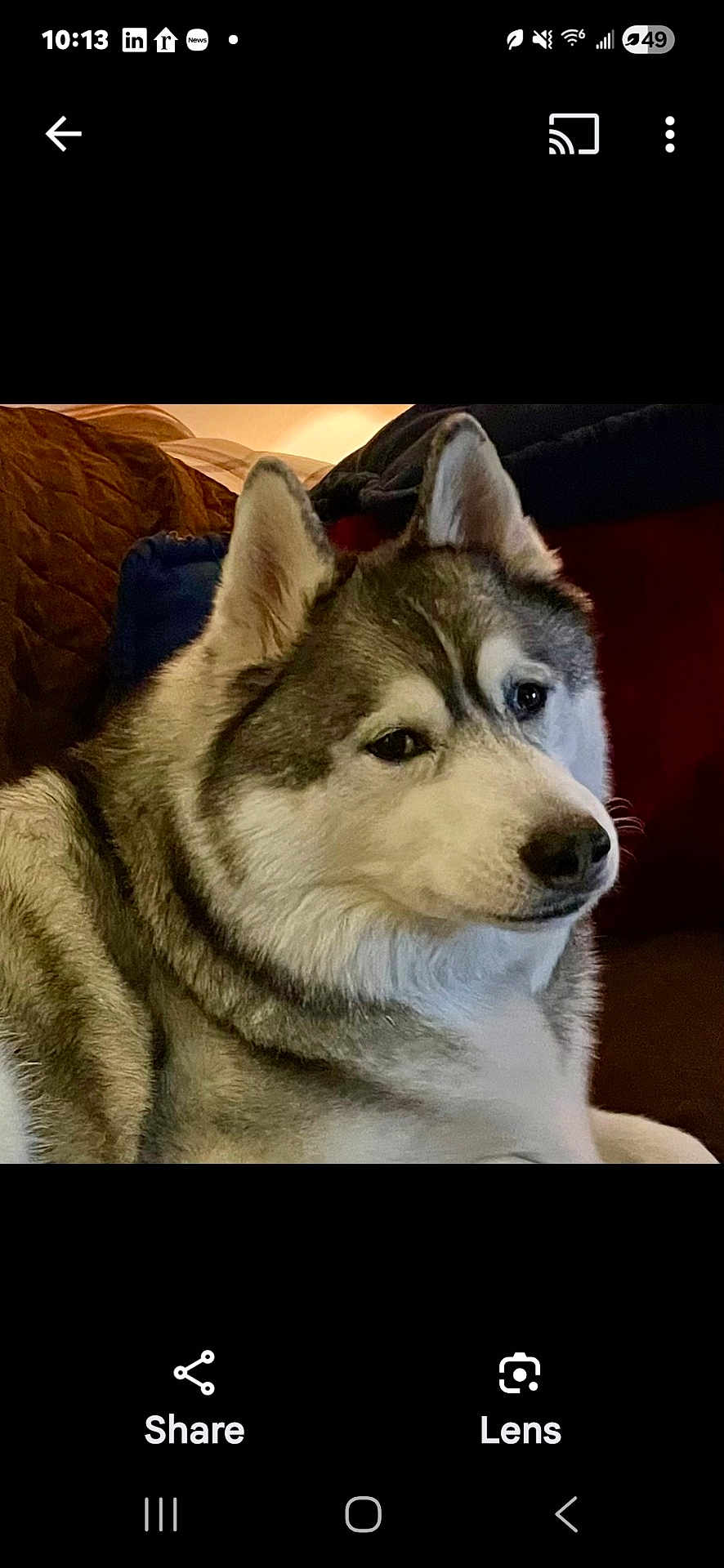 Ryman joined the competition — help win amazing prizes! dog, husky, pet, animal, indoor, couch, blanket, fur, canine, portrait, relaxed, ears, face, snout, companion, mammal, cozy, home, laying, looking