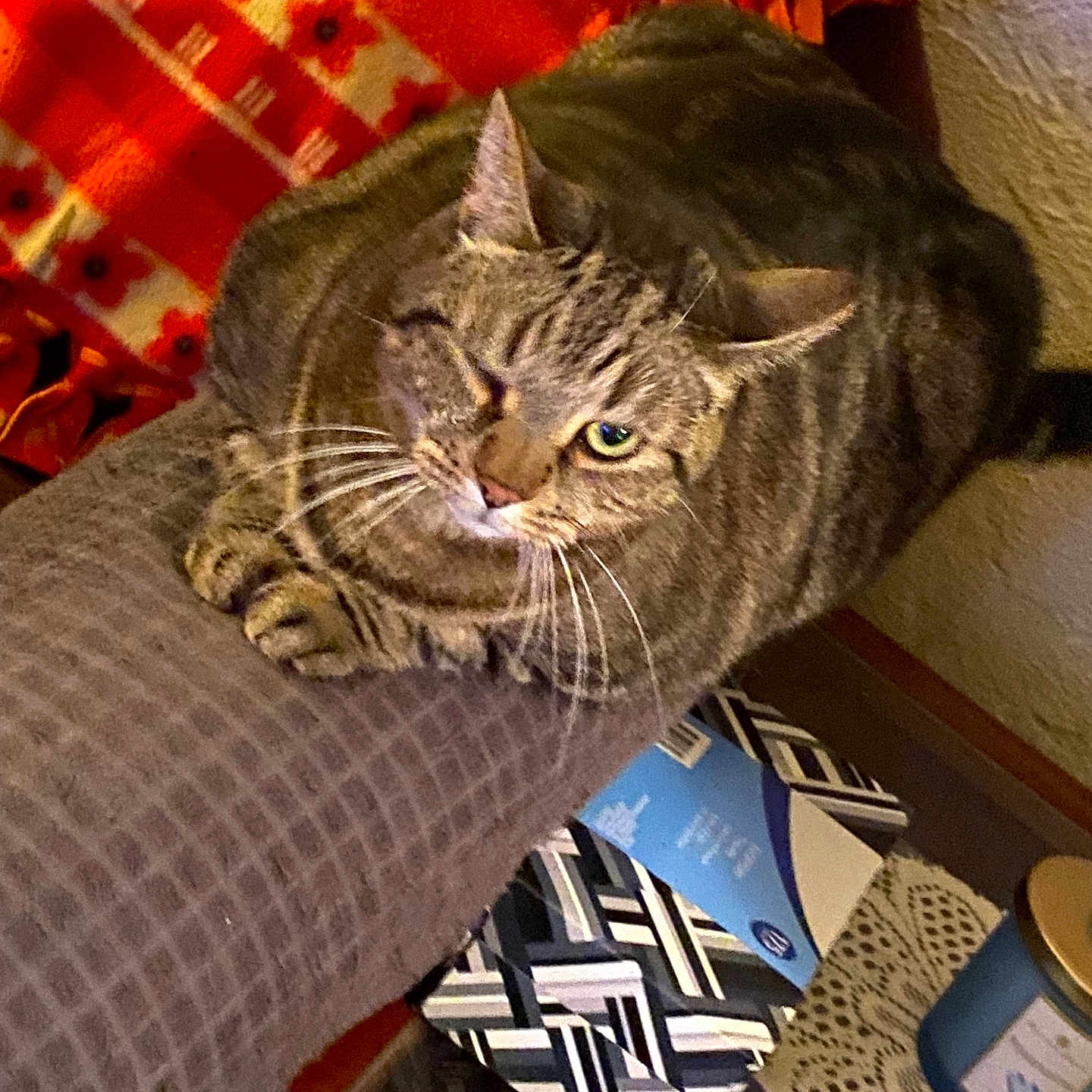 Kiki is registered to the contest to win money with this photo: blanket, box, candle, cat, cozy, domestic_animal, fur, furniture, home, indoor, one_eye_closed, orange, patterned, pet, red, relaxed, resting, tabby, table, whiskers