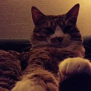 Tâche participe au concours pour gagner de l'argent avec cette photo : cat, tabby, paws, indoor, pet, feline, relaxed, cozy, closeup, animal, whiskers, ears, fur, mammal, domestic, portrait, resting, cute, soft, companion