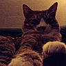 cat, tabby, paws, indoor, pet, feline, relaxed, cozy, closeup, animal, whiskers, ears, fur, mammal, domestic, portrait, resting, cute, soft, companion