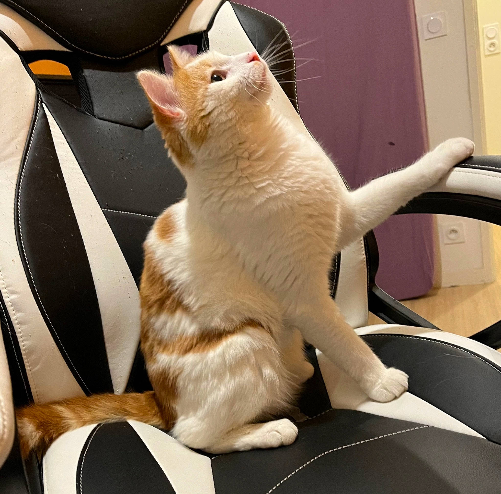 Roméo a rejoint le concours — aidez-le/la à gagner de superbes lots ! auto_part, carnivore, cat, claw, comfort, domestic_short_haired_cat, fawn, felidae, fur, human_leg, paw, small_to_medium_sized_cats, tail, whiskers, white, windshield