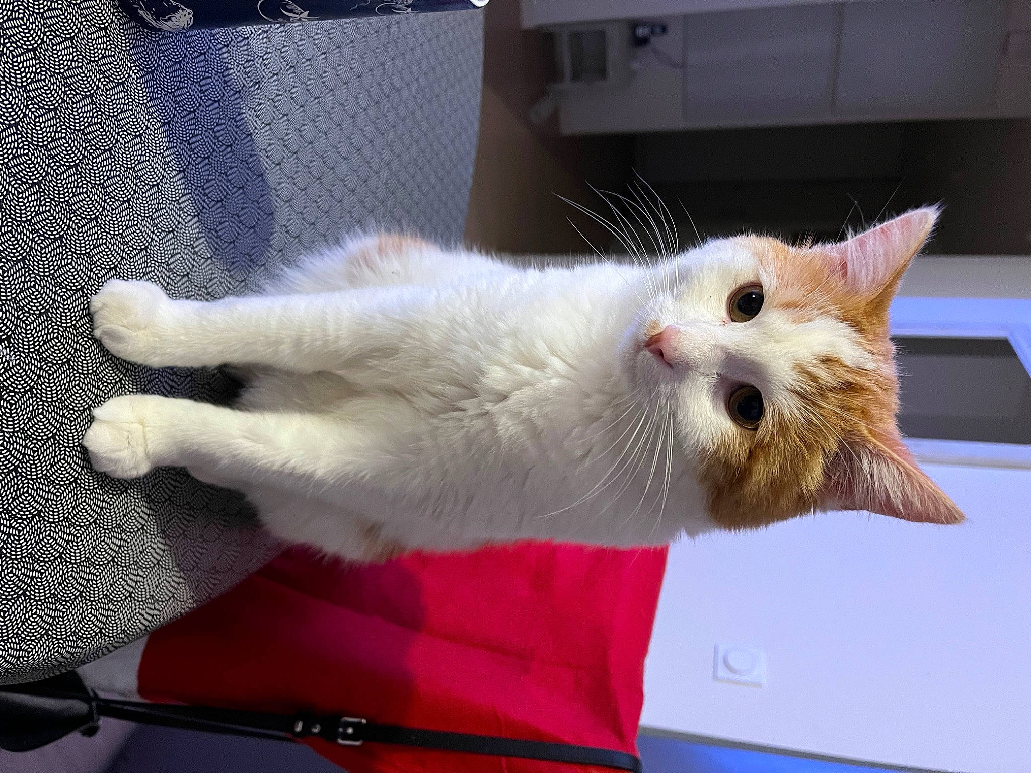 Roméo participe au concours pour gagner de l'argent avec cette photo : carnivore, cat, claw, domestic_short_haired_cat, fawn, felidae, fur, paw, small_to_medium_sized_cats, snout, tail, whiskers