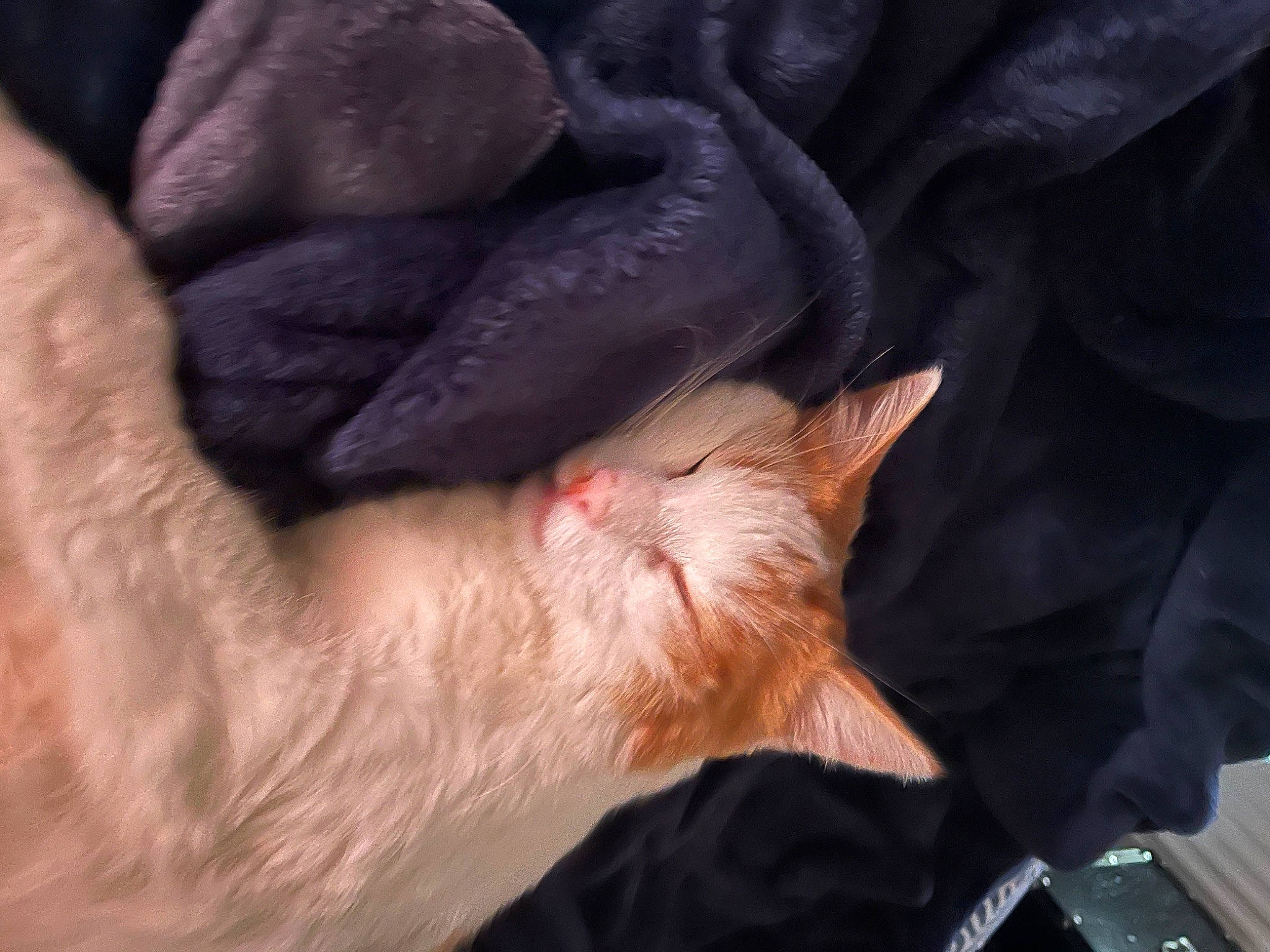 Roméo participe au concours pour gagner de l'argent avec cette photo : canidae, carnivore, claw, comfort, dog_breed, fawn, felidae, finger, foot, fur, gesture, human_leg, nail, paw, small_to_medium_sized_cats, snout, sporting_group, tail, whiskers, wrinkle