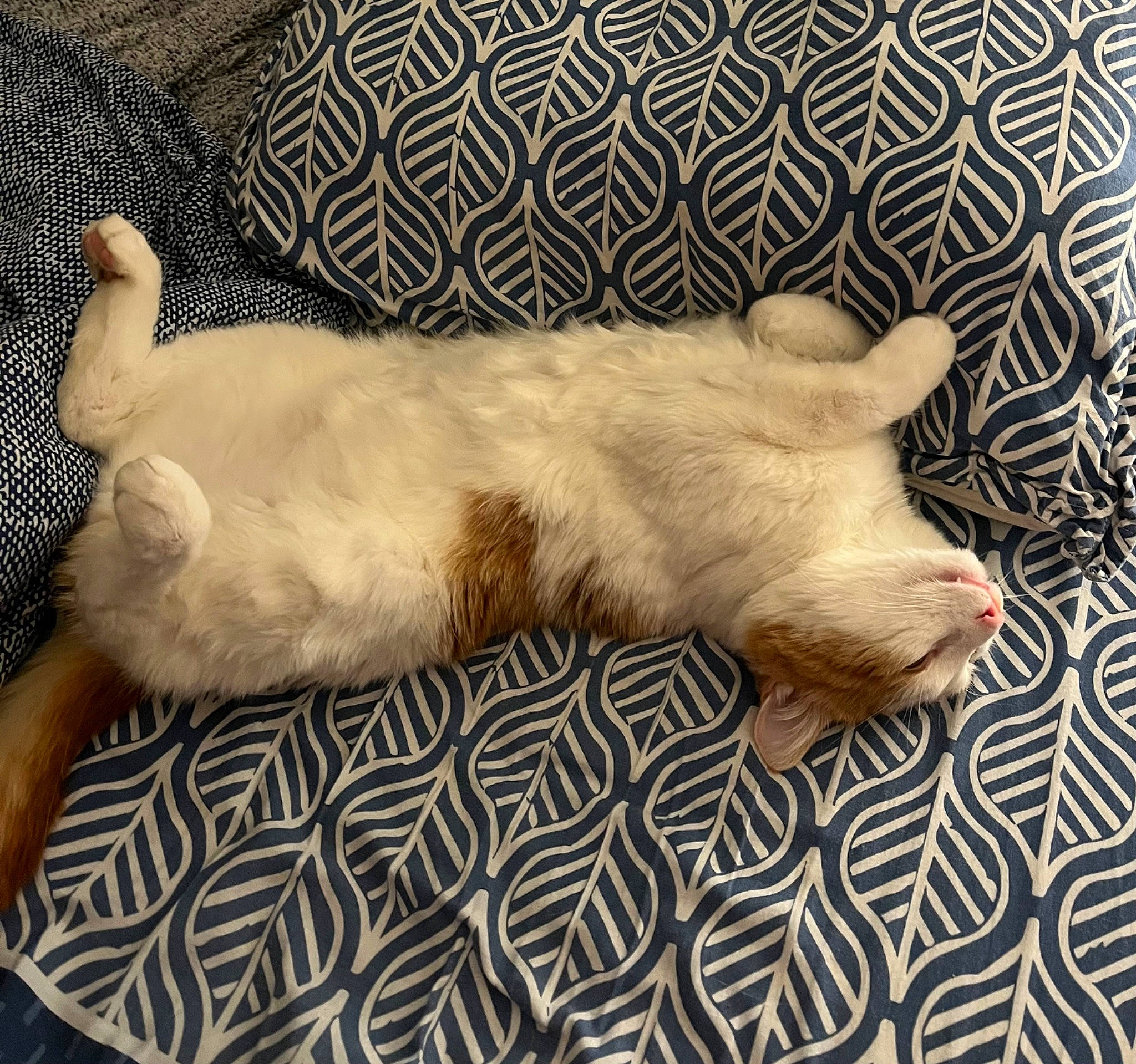 Roméo a rejoint le concours — aidez-le/la à gagner de superbes lots ! carnivore, cat, claw, comfort, companion_dog, dog_breed, domestic_short_haired_cat, fawn, felidae, foot, fur, linens, nap, paw, siamese, small_to_medium_sized_cats, snout, tail, terrestrial_animal, whiskers