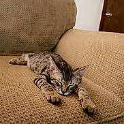 Astro joined the competition — help win amazing prizes! kitten, cat, sleeping, couch, beige, furniture, indoor, pet, nap, cozy, relaxed, tabby, animal, home, resting, cute, fur, whiskers, ears, paws