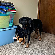 Remington joined the competition — help win amazing prizes! dog, black_dog, tan_markings, carpet, indoor, plastic_bins, folded_clothes, stuffed_toy, wall, door, pet, animal, floor, household_items, storage, curious, standing, domestic, room, interior